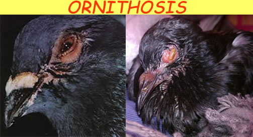 ornithosis_2