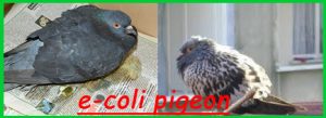 e-coli_pigeon